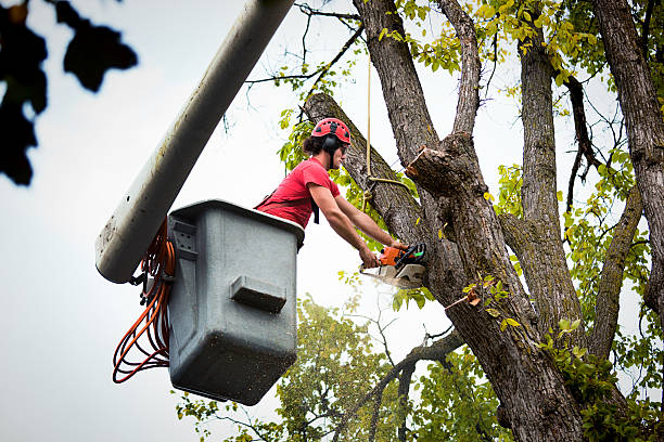 Best Large Tree Removal  in Salem, UT